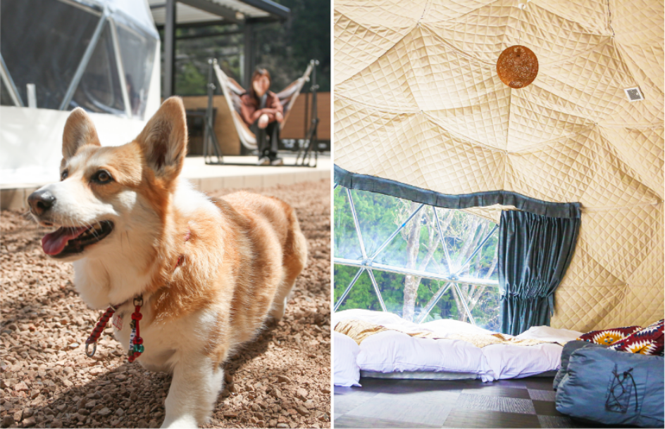 ドッグランを走る犬のイメージ写真